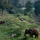 Thai elephants at Anantara Golden Triangle resort in northern Thailand.